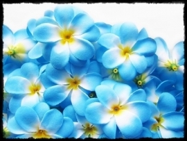 XL-bloem - `Hawaï` - blauw zijde - 7 cm.