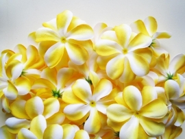 XL-bloem - `Hawaï` - geel zijde - 7 cm.