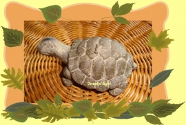 Kaars Schildpad