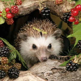 Servetten Egel/Stekelvarken nr. 1