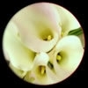 Theelicht/Waxinelicht Calla Lily. Afbeelding blijft zichtbaar tot het einde!