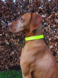 reflectie honden halsband