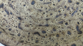 Schaal in bruin met witte bruisglazuur / Bowl in brown with white fatlava