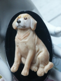 Golden Retreiver mold