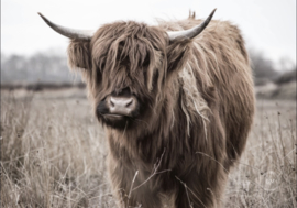 Tuinposter Schotse Hooglander