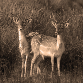 Onderzetter Vilt Twee damherten