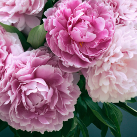 Fresh Cut Peony Village Candle  Large Jar 170 Branduren