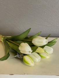 Tulpen Real Toch Classic  White 7 stelen 43cm