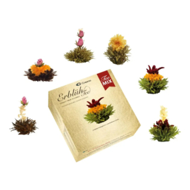 Bloeiende theebloemen mix – 6 stuks in luxe geschenkdoos