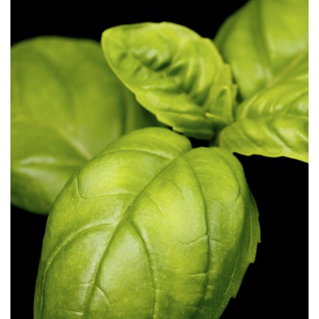 Mint Ocean Yodeyma Paris Eau de Parfum 50 ml.