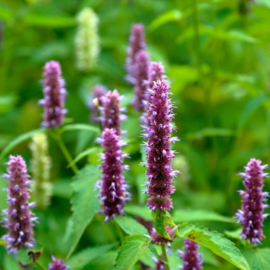 Oud Gem Yodeyma Paris Eau de Parfum 15 ml.