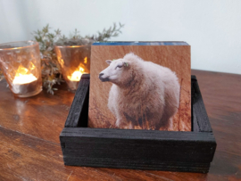 Onderzetter Schaap Dibond 10x10 cm