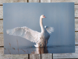 Placemat  Zwaan gelamineerd 42x30 cm