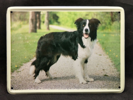 Border Collie Muurschildje metaal