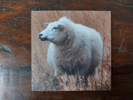 Onderzetter Schaap Dibond 10x10 cm