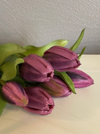 Tulpen Real Toch Eliza Purple Rain Purple 7 stelen 31cm