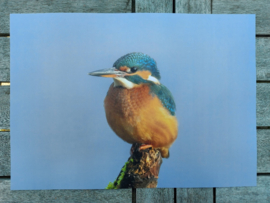 Placemat  IJsvogel  gelamineerd 42x30 cm