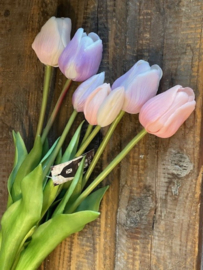 Tulpen Real Toch  Esmee Pastel Lila mix 7 stelen 31 cm