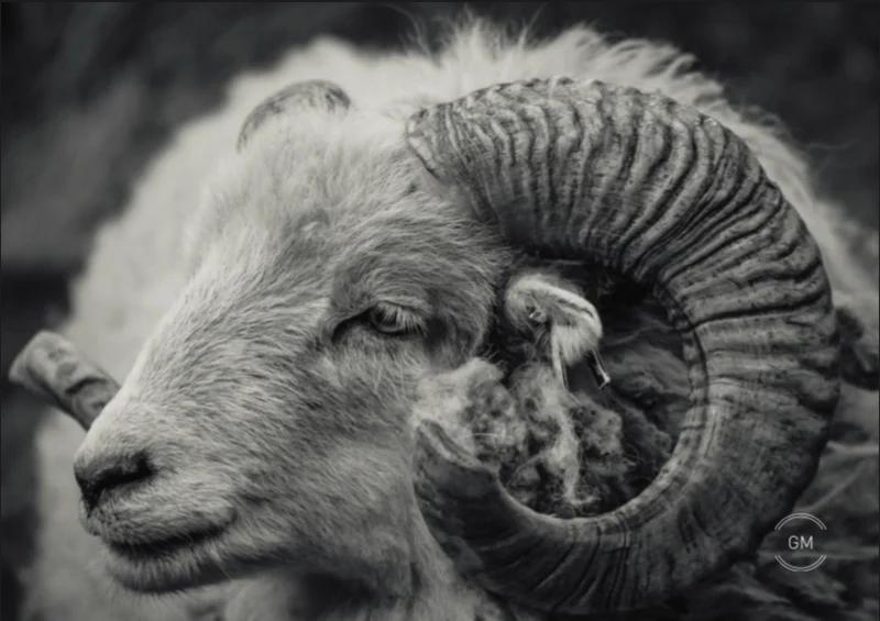 Tuinposter Ram – Landelijke Buitenposter | 85 × 60 cm | Waterbestendig