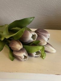 Tulpen Real Toch tulip Esmee  Purple Black 7 stelen 31 cm