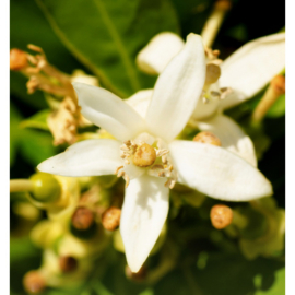 Instint Yodeyma Paris Eau de Parfum 100 ml.