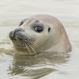 Zeehond onderzetter Dibond 10x10 cm