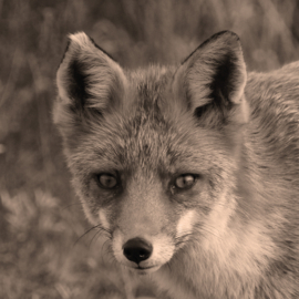 Onderzetter Vilt Vos