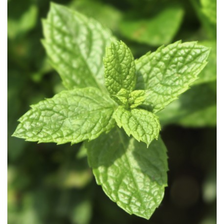 Mint Ocean Yodeyma Paris Eau de Parfum 50 ml.