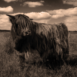 Onderzetter Vilt Schotse Hooglander op de heide