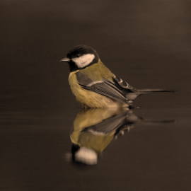 Onderzetter Vilt Koolmees