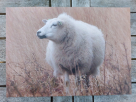 Placemat  Schaap  gelamineerd 42x30 cm