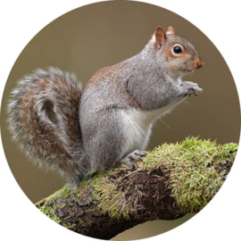 🐿️ Muurcirkel Eekhoorn  Ø 30 cm  Speelse natuur aan de muur