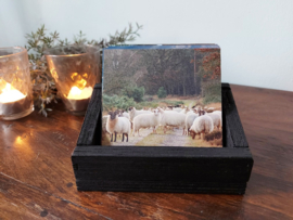 Onderzetter Schaapskudde  Dibond 10x10 cm