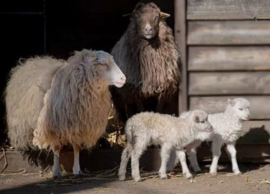 Placemat schapen op de boerderij gelamineerd 42 cm breed x 30 cm hoog