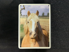 Paard bles met streep op voorhoofd  Vintage Muurbordje metaal
