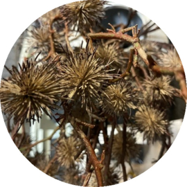Kunsttak Ricinus bruin  81 cm