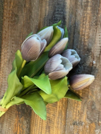 Tulpen Real Toch tulip Esmee  Purple Black 7 stelen 31 cm