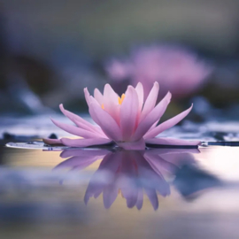 Classic Candle Relax Reed Diffuser | Geurstokjes 100ml