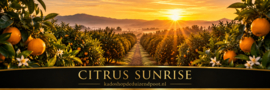 Citrus Sunrise geurkaars Cheerful Candle 2 lonten 680 gram