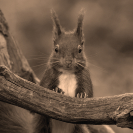 Onderzetter Vilt Eekhoorn