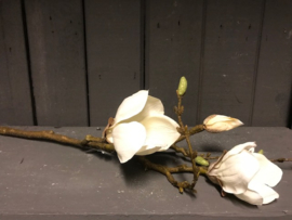 Magnolia tak bloem 60 cm