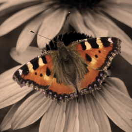 Onderzetter Vilt Kleine Vos