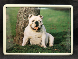 Engelse Bulldog   Vintage Muurbordje