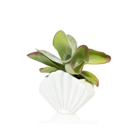 Shell white small planter