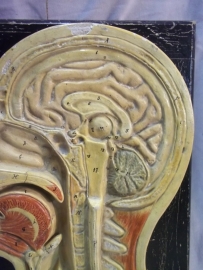 biologie model voor op school, doorsnede van het hoofd.