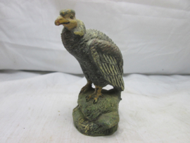 Roofvogel op rots.