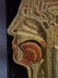 biologie model voor op school, doorsnede van het hoofd.