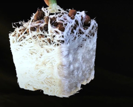 Great White Premium Mycorrhiza 2.26 Kilo