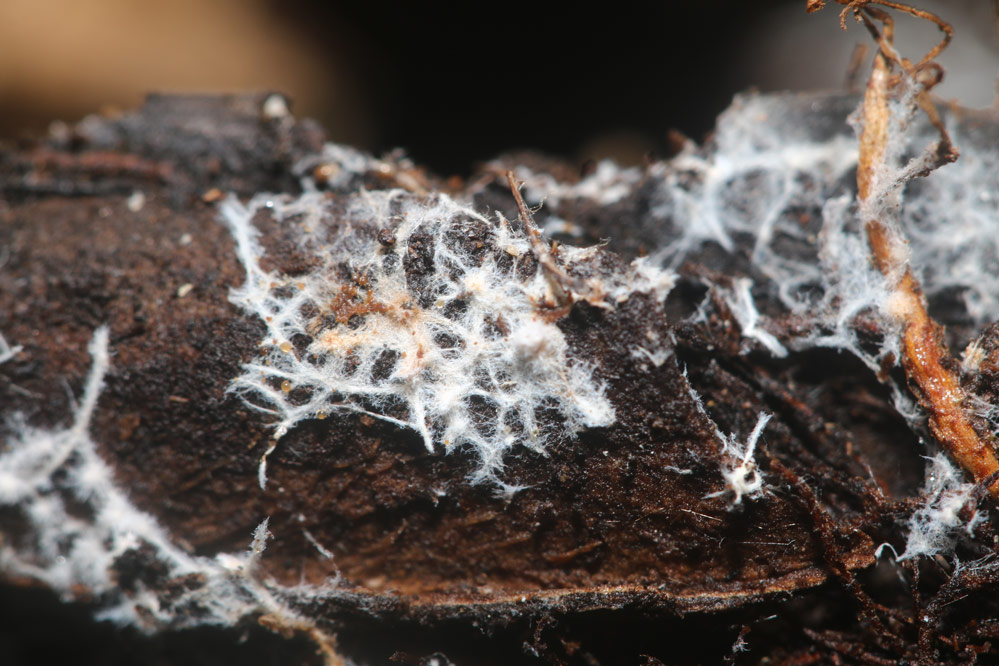 Bio Nova Living Soil 220 gram