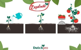 Dutch Pro Explode 250 ml